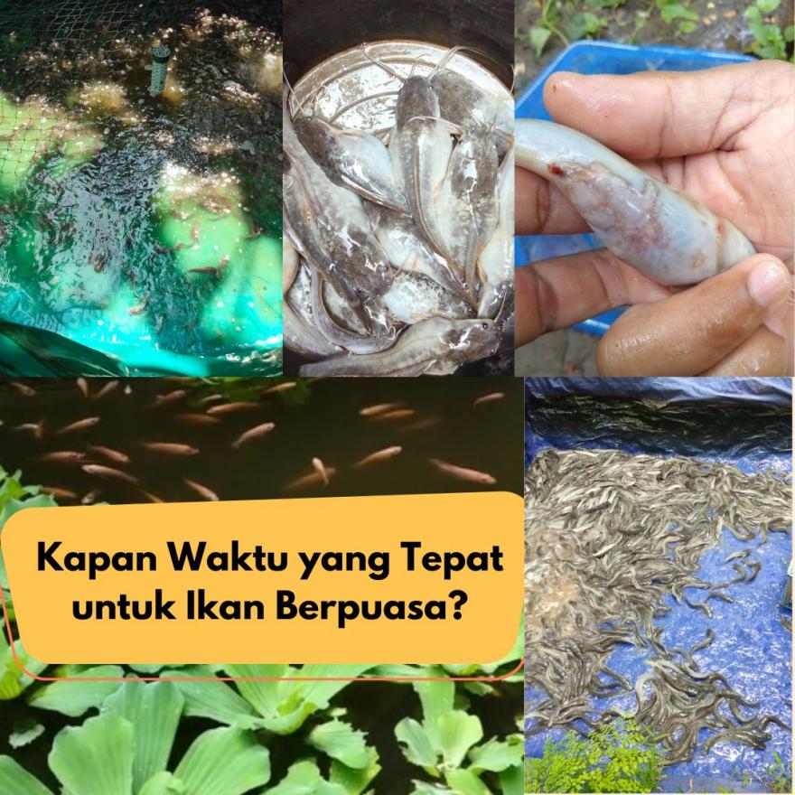 Pembudidaya Ikan Perlu Tahu, Kapan Waktu Tepat Ikan Berpuasa